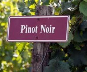 pinot-noir